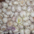 Nouvelle cueillette Fresh Chinese Normal White Garlic